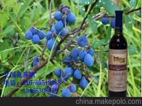 人生酒供應(yīng)商,價格,人生酒批發(fā)市場 