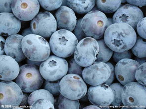 藍莓圖片