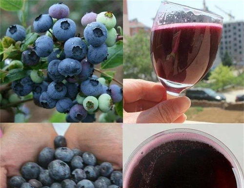 真全糧水果酒 青島藍莓酒的釀造方法